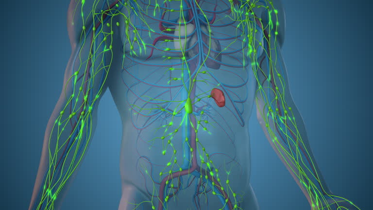 Cómo funciona el sistema linfático: anatomía, funciones y su importancia en estética